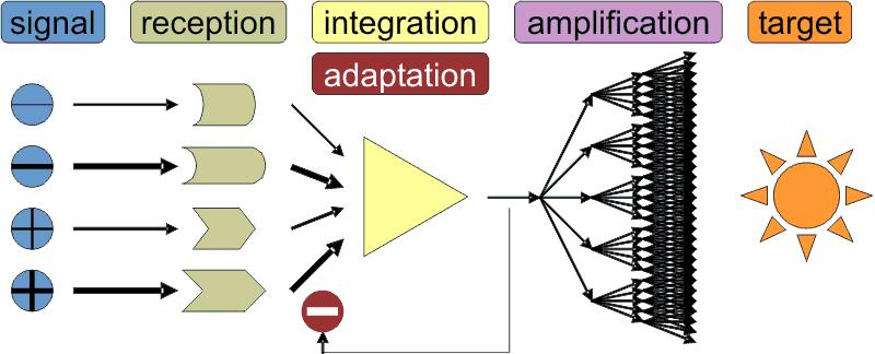 La trasduzione dei segnali avviene in genere attraverso diverse reazioni concatenate.