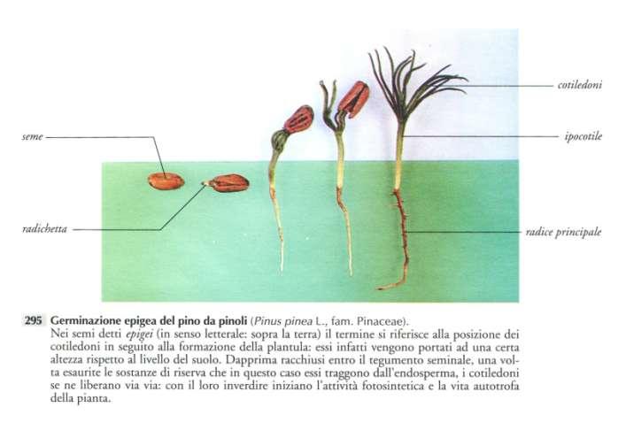 Speranza A., Calzoni G.L., 1996. Struttura delle piante in immagini.