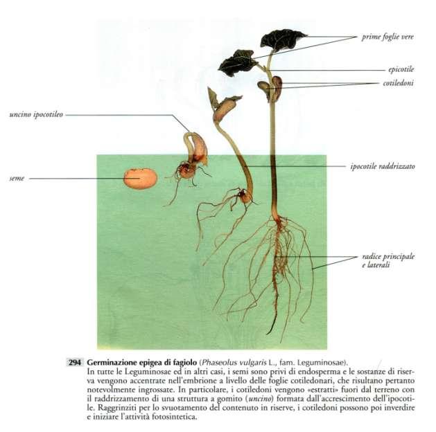 Speranza A., Calzoni G.L., 1996. Struttura delle piante in immagini.