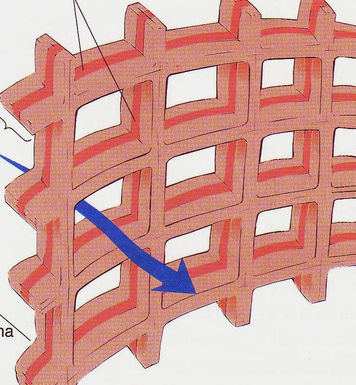 La banda di Caspary nelle cellule endodermiche separa l