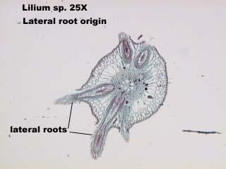 Radici laterali Si originano da cellule del periciclo sdifferenziate Il