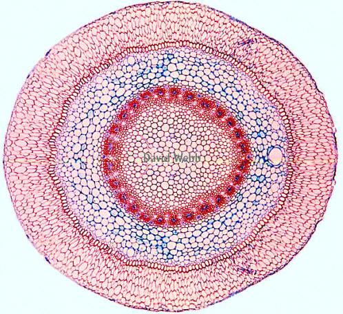 Adattamenti delle radici Velamen: speciale epidermide radicale svolgente protezione meccanica, assorbimento di acqua e fotosintesi Organi di riserva: accumulo nelle cellule