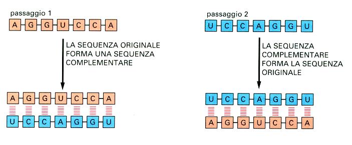 I POLINUCLEOTIDI HANNO LA CAPACITÀ DI DIRIGERE LA PROPRIA SINTESI I polinucleotidi hanno limitate capacità catalitiche, ma possono dare originea copieesattedellalorosequenza;