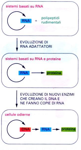 TUTTE LE CELLULE ODIERNE USANO IL DNA COME MATERIALE EREDITARIO Il DNA agisce come deposito permanente dell informazione genetica, l RNA precedette il DNA nell evoluzione, riunendo capacità genetiche