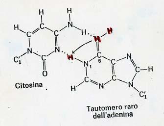 LE MUTAZIONI LE TRANSIZIONI SPONTANEE Il tautomero iminico dell