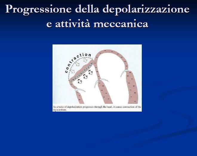 L onda di depolarizzazione progredisce araverso