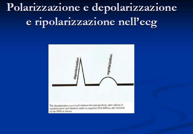 Depolarizzazione e ripolarizzazione nell ecg Depolarizzazione carica posiva al
