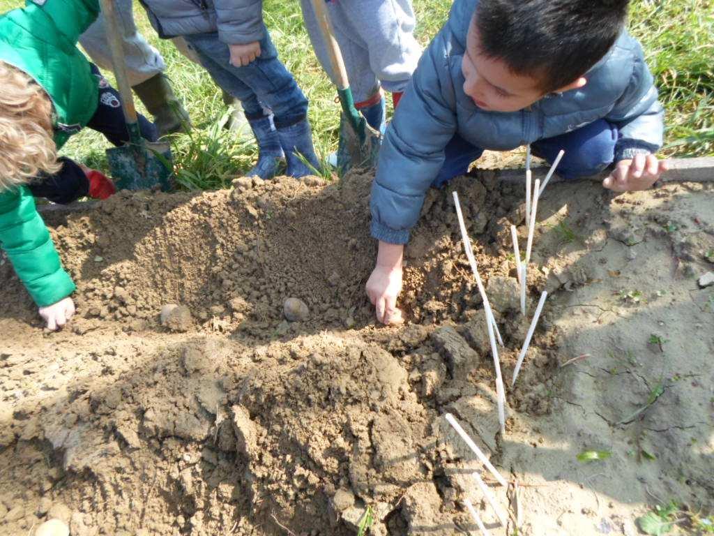 Le abbiamo adagiate nel terreno senza