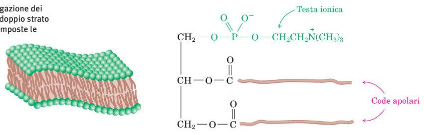 Lipidi: fosfolipidi Glicerofosfolipidi sono presenti in tessuti vegetali e animali costituendo il componente lipidico più diffuso