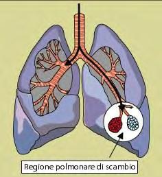 scambio, dove possono depositarsi o filtrare nel sangue.