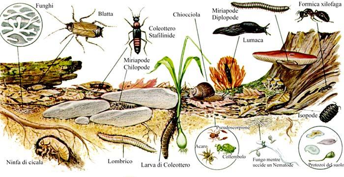 La parte attiva del suolo forma un cuore che viene sostenuto dalla componente abiotica: il suolo è un sistema vivente nel quale le piante (radici), i microrganismi e la fauna