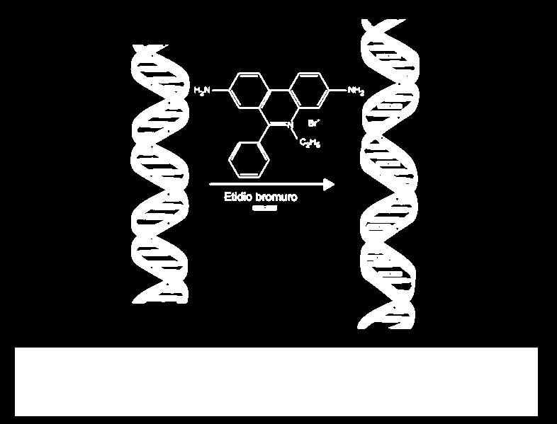 Etidio Bromuro (EtBr): Colorante fluorescente assorbe la luce UV a 300 nm dando colore giallo-arancio Permette di A.