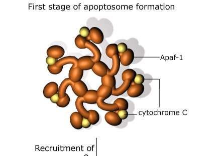 L apoptosoma Questo complesso è denominato