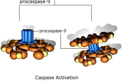 pro-caspasi 9 e ATP!