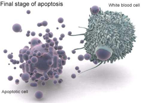 Differenze morfologiche tra necrosi e apoptosi I seguenti cambiamenti morfologici (soprattutto ultrastrutturali) caratterizzano la cellula che va incontro ad apoptosi: shrink = riduzione delle