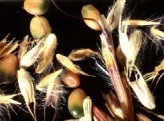 nutritive persistenza, riproduzione di semi quantità di seme: 80-160 kg/ha nel di sementi idoneo si distinguono componenti
