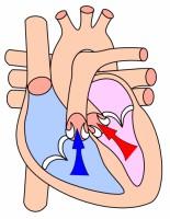 PRESSIONE ARTERIOSA LA PRESSIONE SISTOLICA E LA PRESSIONE MASSIMA DETERMINATA DALLA CONTRAZIONE DEL CUORE NELLE ARTERIE AL MOMENTO DELL ESPULSIONE DEL SANGUE.