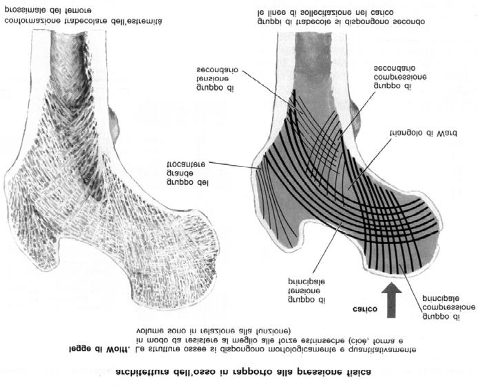 Effetti della legge di Wolff La legge di Wolff speiga: Il rimodellamento interno dell osso secondo le linee di carico migliorando notevolmente il rapporto resistenza/leggerezza della struttura Il