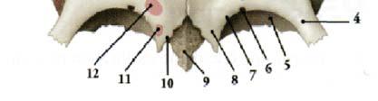 Processo zigomatico 5- parte orbitaria 6- incisura sopra-orbitaria 7-