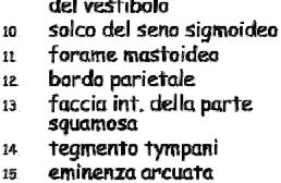 L eminenza arcuata, rilievo situato a livello del terzo posteriore, determinata dal canale semi-circolare