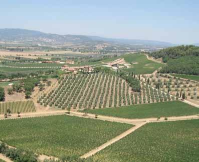 Azienda Petra a Suvereto e viticoltura a Bolgheri. Venica&Venica Venica & Venica è un azienda familiare con 34 ettari di vigneto tutti nel comune di Dolegna del Co