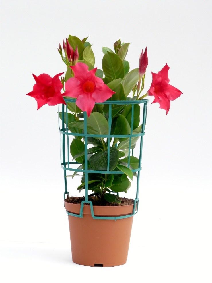 SUNDAVILLE Colore fiori supporto Ø vaso colore vaso h (cm) plateaux colore plateaux