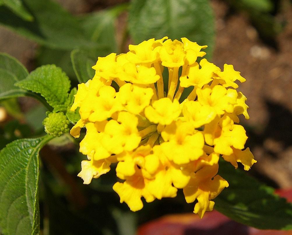 LANTANA CAMARA Colore fiori supporto Ø vaso colore vaso h (cm)