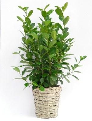 Piante verdi: Ficus, Zamia e Sanseveria Colore fiori