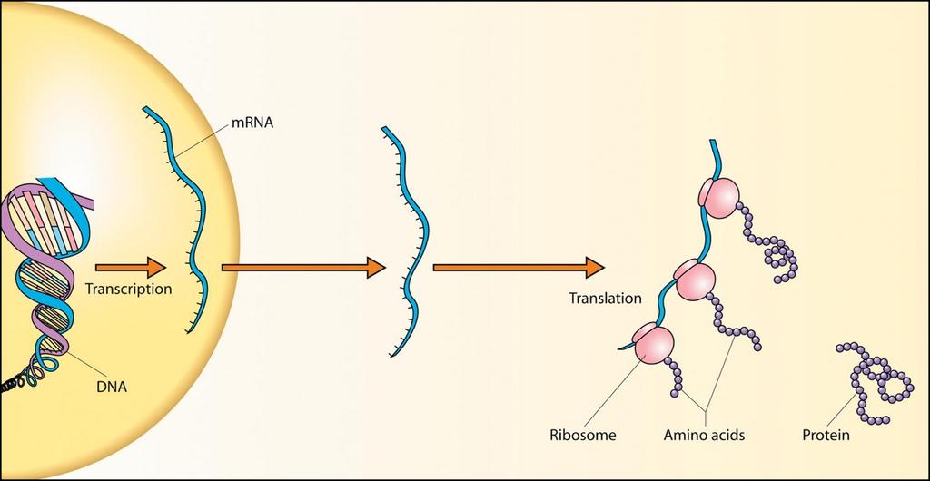 Il DNA contiene la informazione necessaria