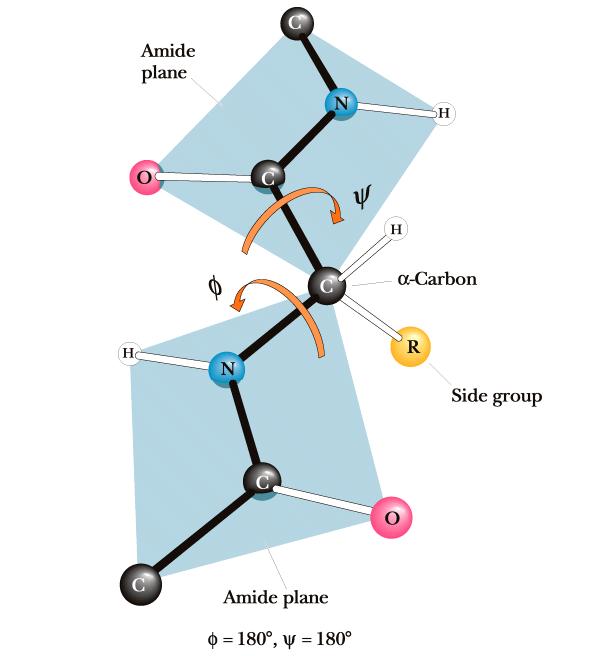 angolo che riguarda il legame C(alpha)- N viene chiamato Φ L angolo che riguarda il