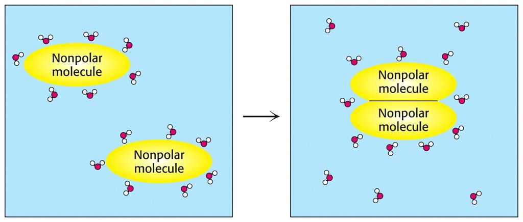 Interazioni idrofobiche Molecole non polari in un ambiente acquoso tendono a raggrupparsi.