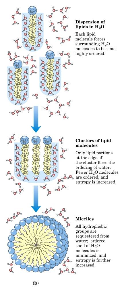 Dispersione dei lipidi in acqua Ogni lipide costringe le molecole di acqua circostanti a disporsi in modo ordinato Raggruppamento delle molecole di lipidi Soltanto le porzioni lipidiche sui bordi del