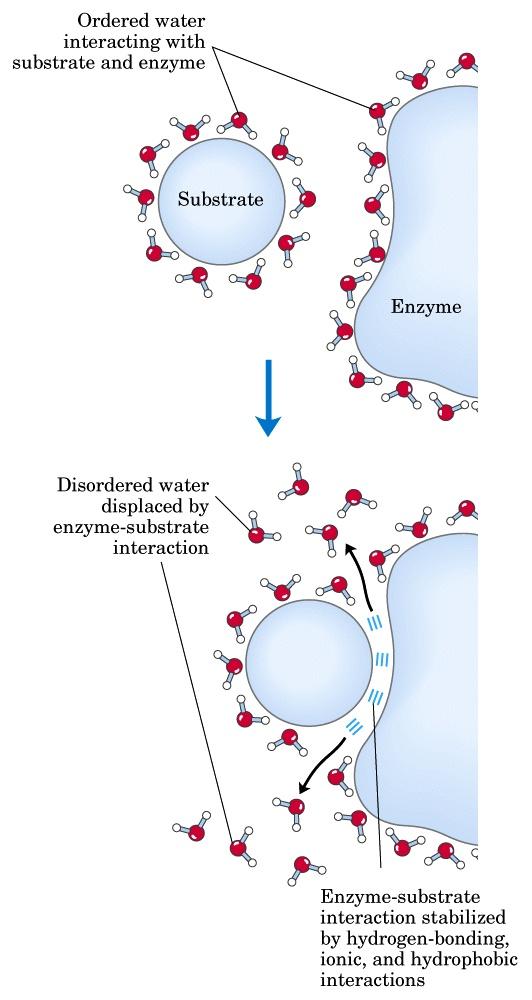 Molecole di H 2 O ordinate che interagiscono con il substrato e con l enzima Molecole di H 2 O disordinate staccate durante la formazione del complesso enzimasubstrato I legami idrogeno tra l acqua e