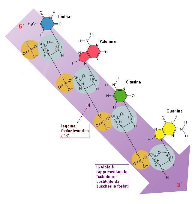 STRUTTURA DEL DNA I nucleotidi sono legati fra loro mediante un legame fosfodiesterico fra il fosfato in 5 e il