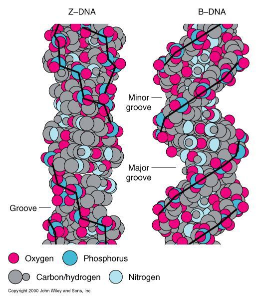 Z- DNA e B - DNA Z-DNA: elica levogira le coppie di basi distano 0,36-0,38 nm, un giro completo dell elica comprende 12 paia di basi; è una struttura favorevole per sequenze del tipo.
