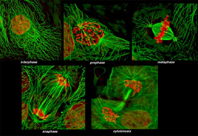 LE DIVERSE FASI DELLA MITOSI Durante la mitosi i cromosomi sono visibili al