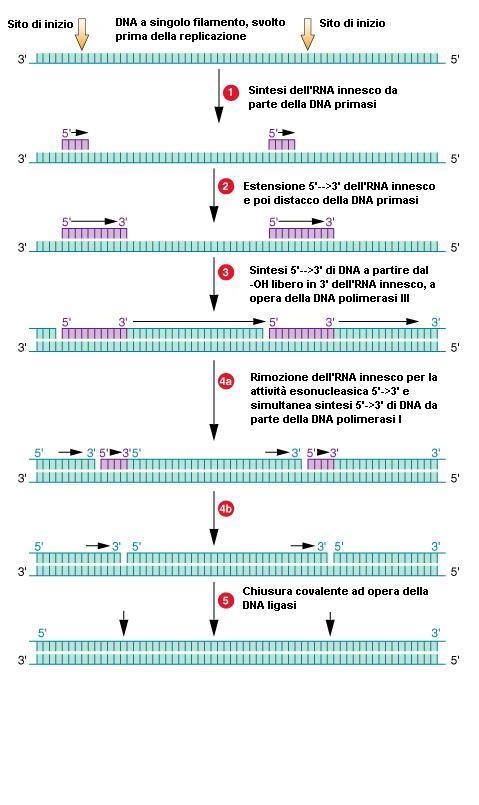 III utilizza come innesco i filamenti di RNA e catalizza la sintesi del nuovo filamento