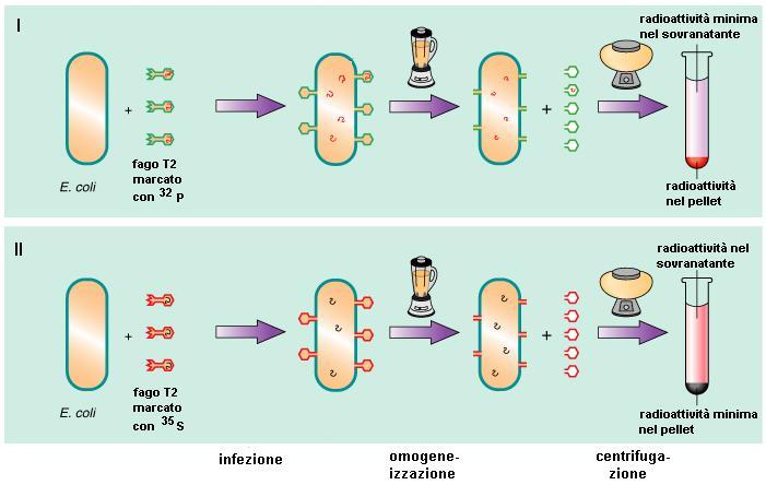 radioattività si ritrova nella progenie fagica all interno di E. coli E.