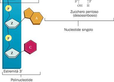 di nucleotidi, ognuno formato da tre parti: uno zucchero