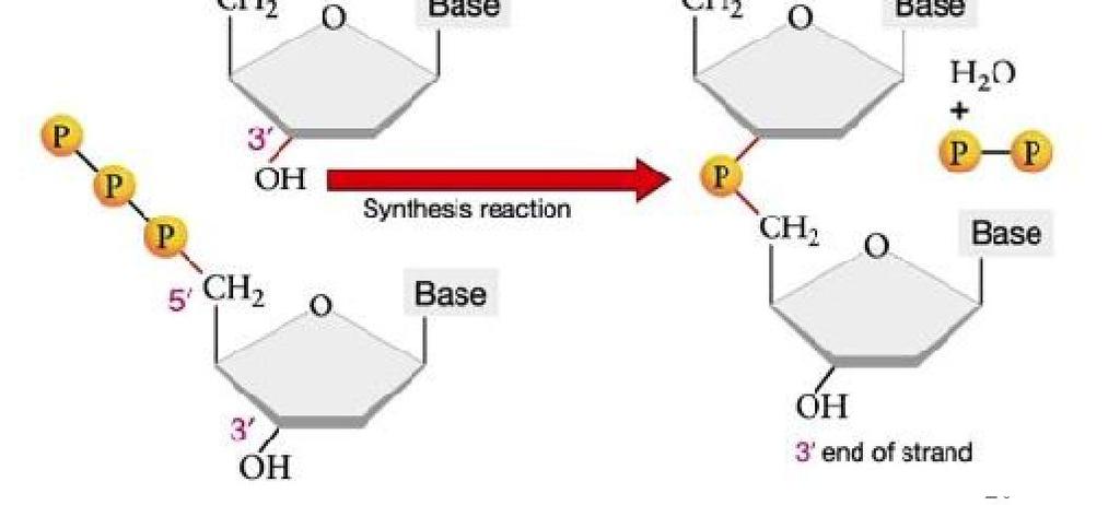 Formazione del legame fosfodiesterico Per formare la catena polinucleotidica, al momento della sintesi di DNA, nucleotidi