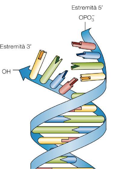 La struttura del DNA - 1 Ogni molecola di DNA è formata da