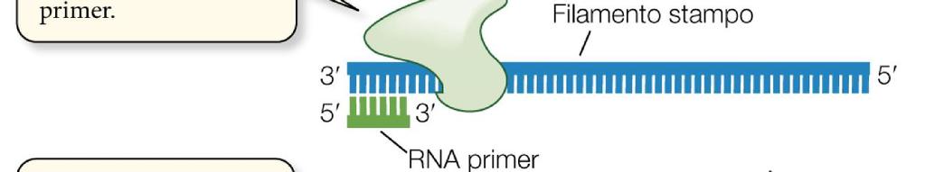 filamenti l enzima primasi sintetizza