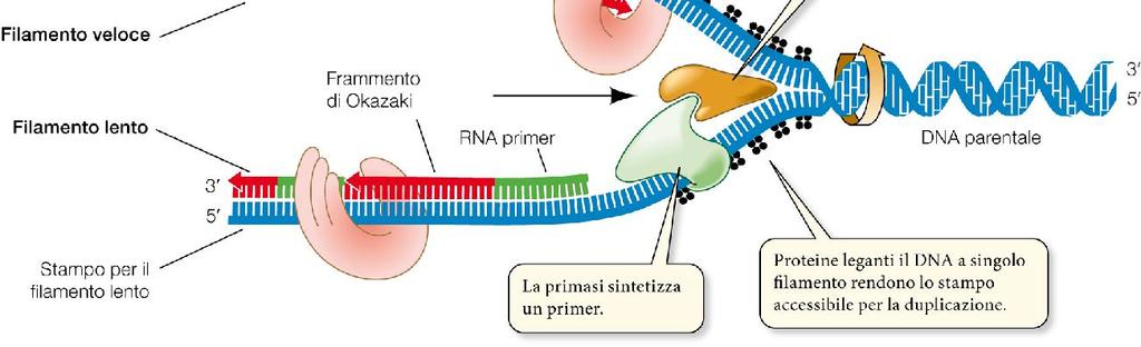 Topoisomerasi* Le topoisomerasi posizionandosi dopo la DNA elicasi, sulla doppia elica ancora avvolta,