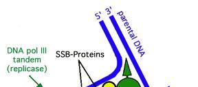 Proteine leganti il DNA (SSB-Proteins) La DNA