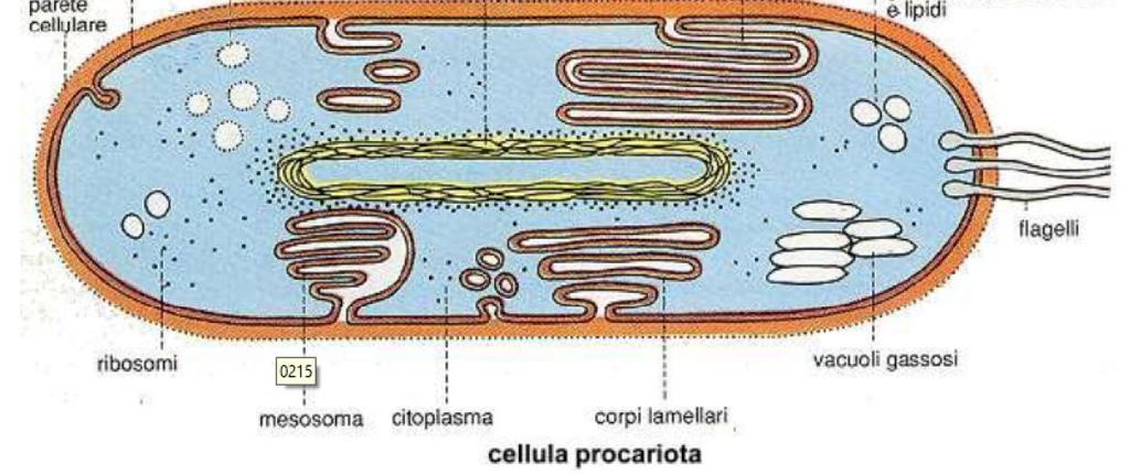 Nelle cellule eucariotiche i cromosomi sono localizzati nel nucleo mentre