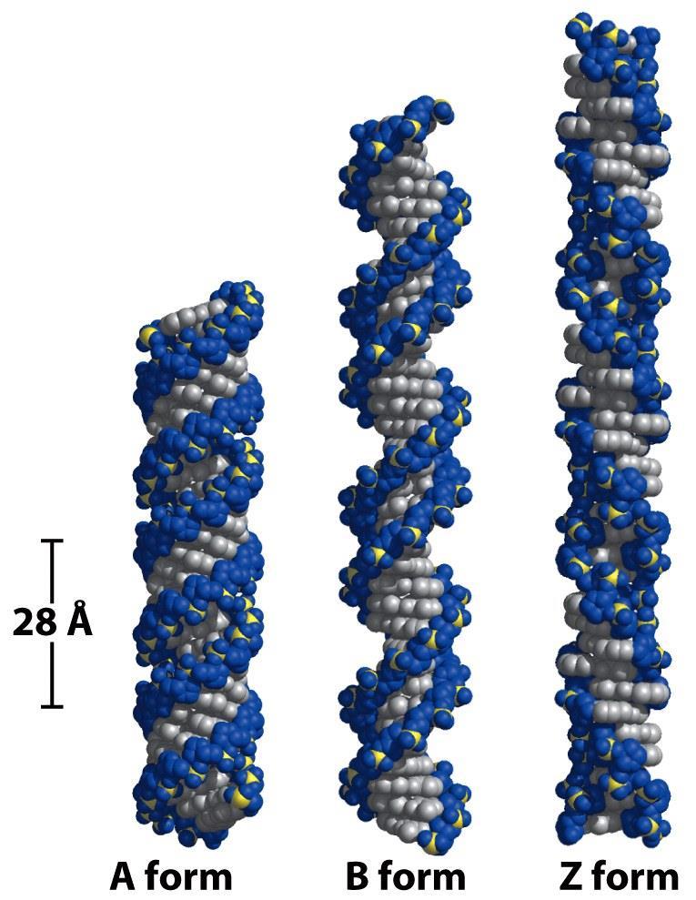 DNA A: forma favorita in un mezzo povero di acqua; i reagenti che si usano per cristallizzare il DNA tendono a deidratarlo facendolo cristallizzara come DNA A DNA Z: Elica levogira in cui i fosfati