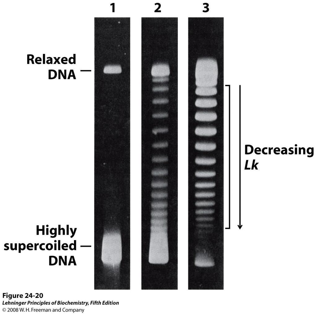 Elettroforesi su gel di DNA con stesso n. di coppie di basi, ma diverso grado di superavvolgimento. L k = n di legame 1. Controllo 2 e 3.