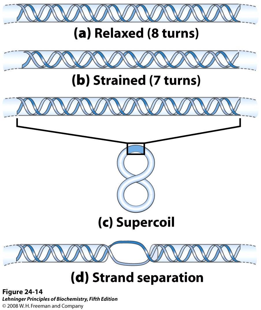 Il disavvolgimento del DNA circolare (numero di giri di elica inferiore a quello del DNA B), provoca una tensione strutturale che
