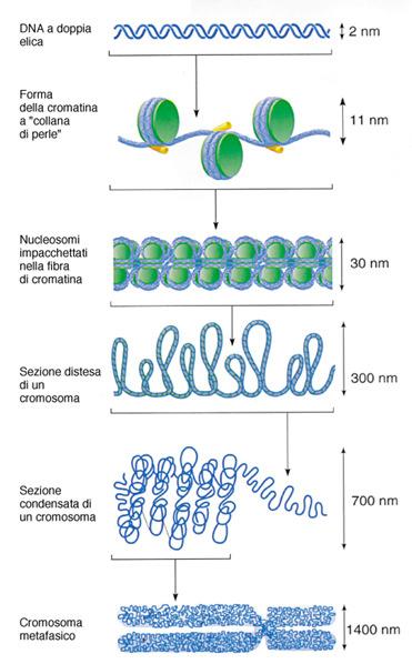 Livelli di