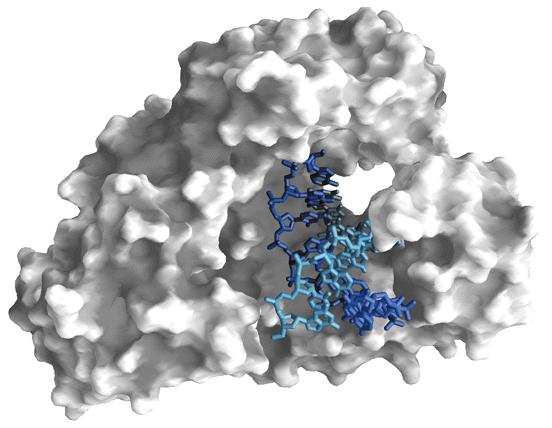 Impiego biotecnologico delle DNA polimerasi Trascrittasi inversa Frammento di Klenow DNA polimerasi termostabili nelle reazioni di PCR (Taq
